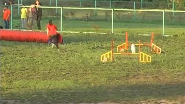 Маслова Олеся и пудель София - 9.09.2016