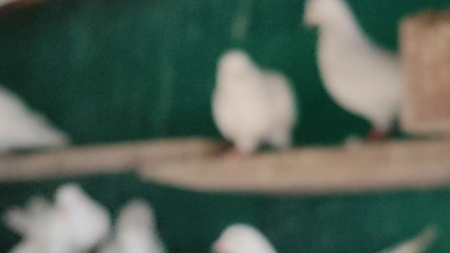 15.05.2025г Мраморные Шейки Дяди Гарика и Давида(Мишки)+ 7 920 221-22-11 смотреть онлайн