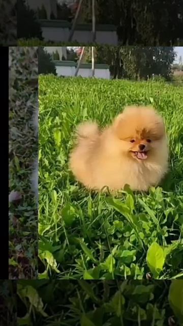 Очень красивые и милые щенки Померанского шпица предлагаются в ответственные руки. Питомцы. Животны