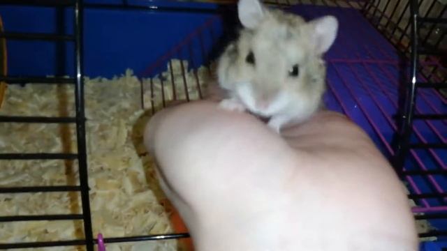 У нас новый житель!!!//Джунгарский хомячок по имени Джерри!!!//New Dzungarian Hamster