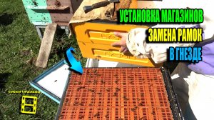 УСТАНОВКА МАГАЗИНОВ (2 КОРПУСОВ) – УХОД ОТ РОЕНИЯ. ЗАМЕНА СТАРЫХ РАМОК В ГНЕЗДЕ. ПЧЕЛОВОДСТВО 25-18