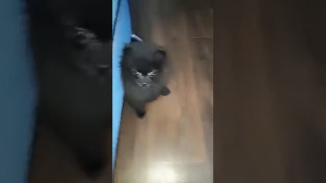 Два Шпица смотреть онлайн