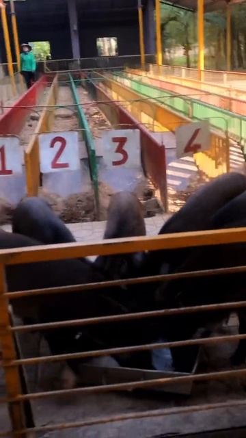 в Янг Бэй проходят поросячьи бега #азия #вьетнам #путешествие #поездка #заповедник #животные #свинь смотреть онлайн