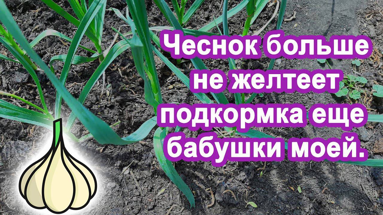 Подкормка чеснока в мае для большего урожая, когда и чем подкармливать? Чем подкормить ЧЕСНОК В МАЕ смотреть онлайн