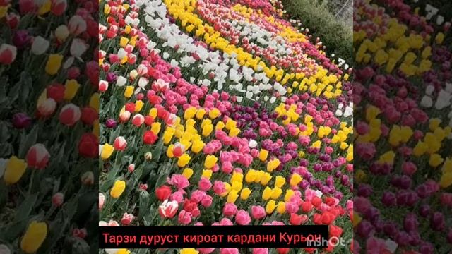 Тарзи дуруст кироат кардани Курьон