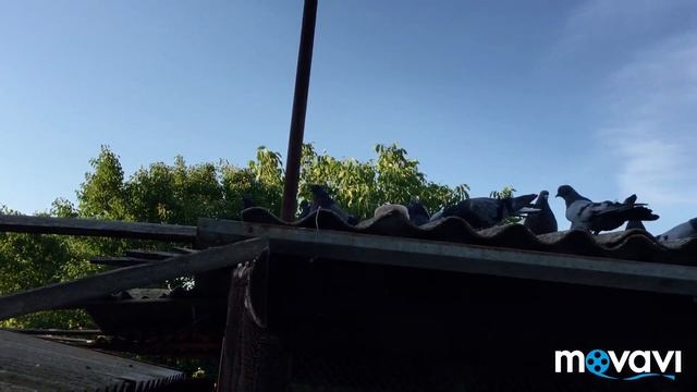 Николаевские голуби. Вечернее кормление (Крым, Евпатория) смотреть онлайн