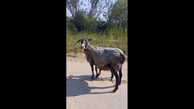 У вас есть QR кода? Самые смешные видео про куар код, ржал дико! #qrкод #вакцинация #куаркод