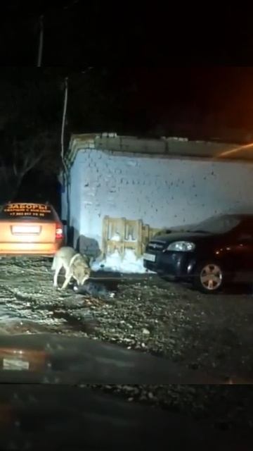 Волки в липецке смотреть онлайн