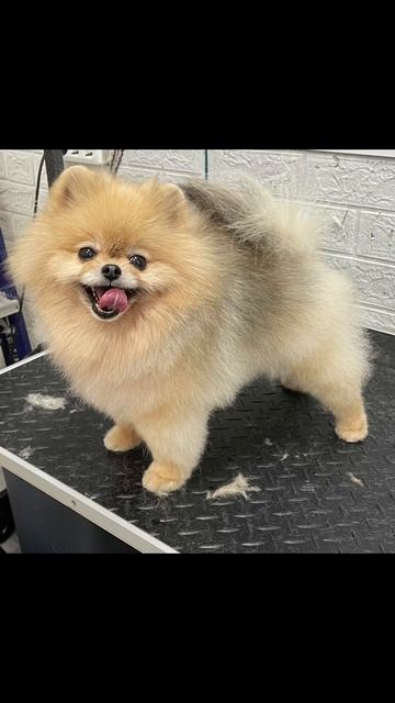 Груминг шпица 🐾#грумер #шпиц #собака #уходзаживотными #dogs #приколы Подписывайся в группу ВК