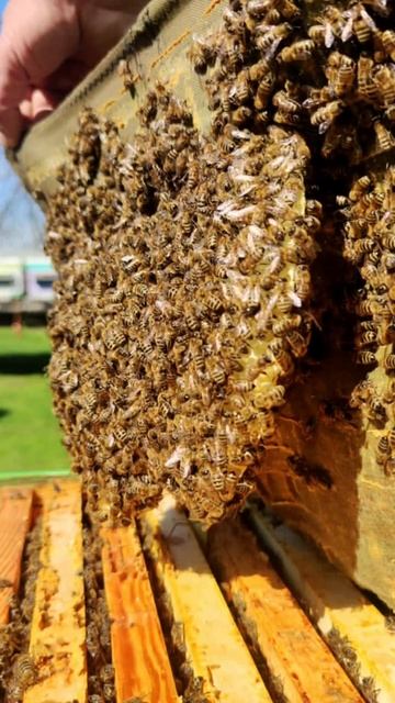 Соты отстроенные на холстике пчёлами.Заполняют пустые места в улье если тесно.Требуют расширения❤️