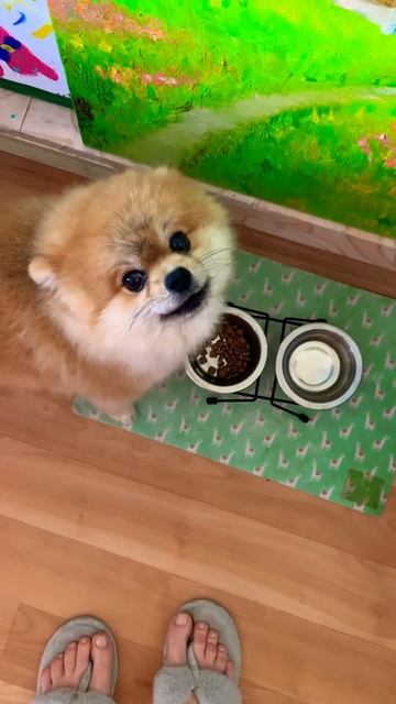 Жадинка 😆🤤🤤 #shorts #video #top #trending #animals #funnyshorts #веселыеживотные #шпиц