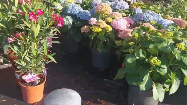 Едем в секретариат немецких курсов.Хотим оформить бумаги для мужа( 300 часов повтор) и меня на В2. смотреть онлайн