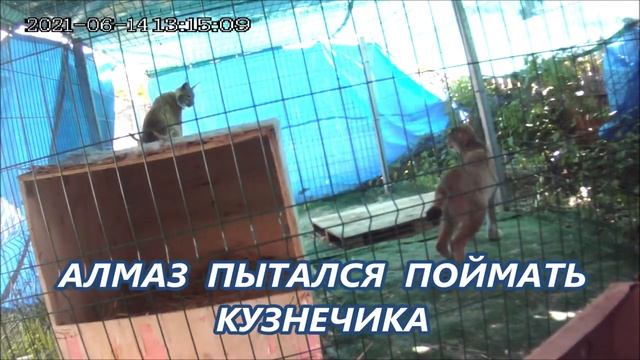 Рысь не хочет быть (лошадью) в ход пошли клыки и когти. смотреть онлайн