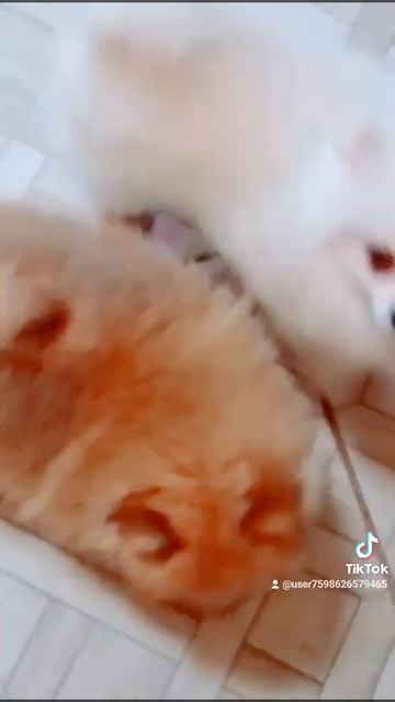 щенок шпица мальчик 2 месяца 8-909-464-35-25