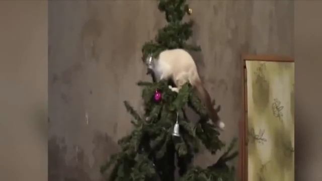 FANNY CATS Смешные коты Кошки против ёлок Этот весёлый Новый Год