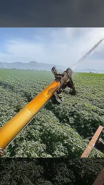 Полив картофеля 🌱 #Short