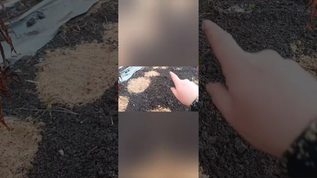 Завершила обустройство своей клумбы,остальное на вес? смотреть онлайн