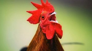 Крик петуха в деревне ранним утром. Снятие стресса