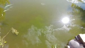 Хлорелла в пруду размножается