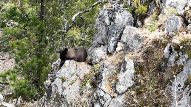 Пробуждение медведей в скальной берлоге впервые снято на «Земле леопарда»