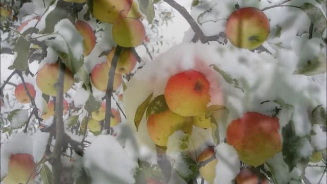 Первый снег на зеленом листе