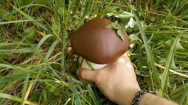 Приглашение на фестиваль Дубовик 2021 смотреть онлайн