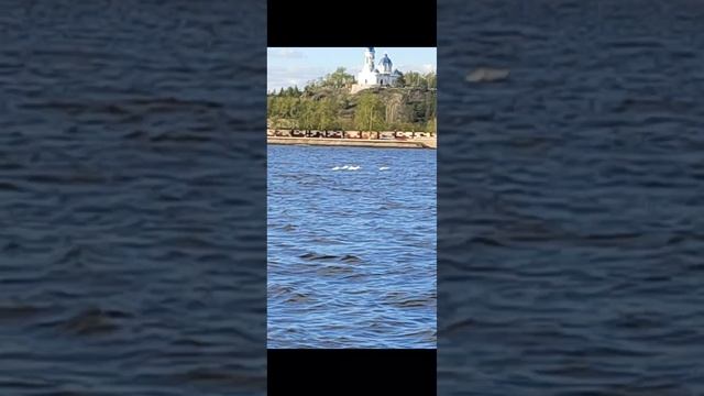 На Режевском пруду лебеди