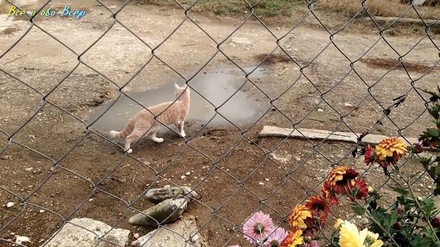 Угарные Приколы с котами  часть 3  #коты #прикольныекоты #угарныеживотные