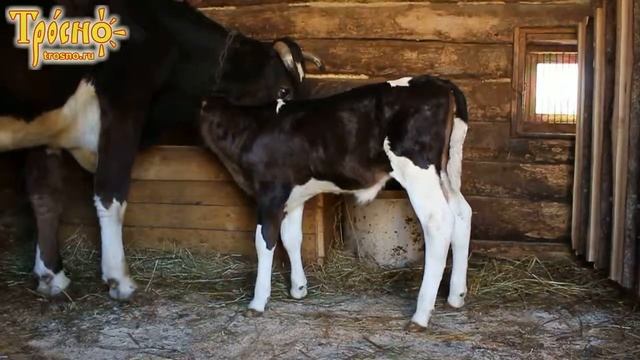 Тросна 5-ый день скачет и резвится