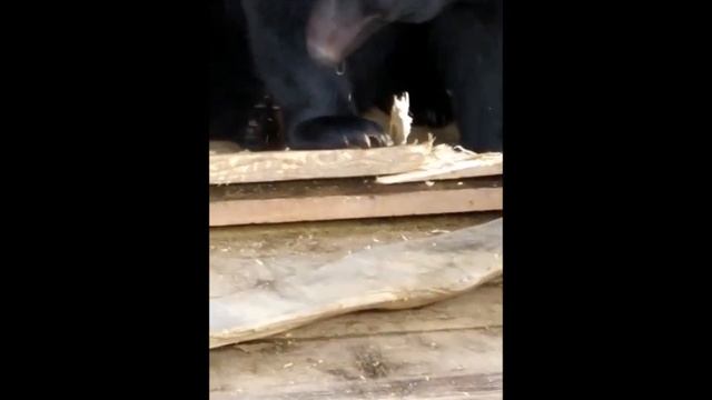 У МЕДВЕДЕЙ ЛЮБИМАЯ ИГРУШКА как быстро разобрать полы (1) смотреть онлайн