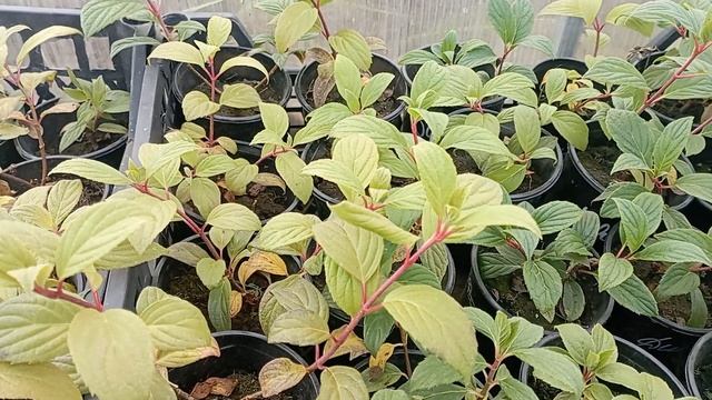 Рабочие моменты🍁переписываю свои саженцы многолетн? смотреть онлайн