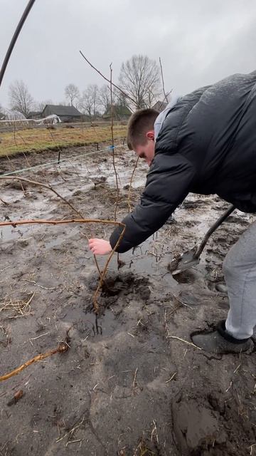 #беларусь #клубника #малина #теплица #пшехиба #брест #ми смотреть онлайн