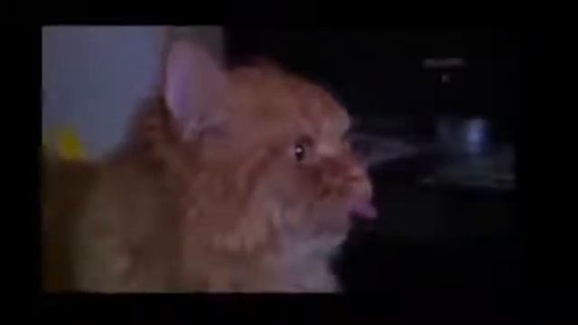 Смешные кошки смотреть онлайн