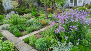 Вечерница в южном саду: условия выращивания, вредители и использование в дизайне 08.05.2025 г.