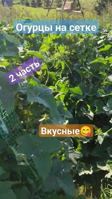 огурцы на сетке часть 2#дача #деревня #village #köy #село #жиз