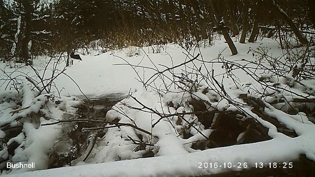 Норка 26 10 16 Висимский заповедник, другой ракурс смотреть онлайн