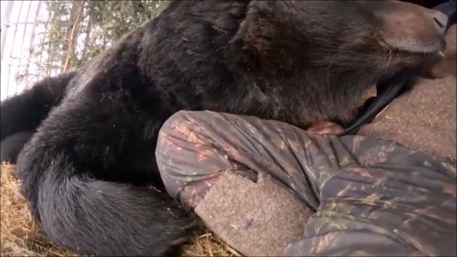 Я ЖИВУ С МЕДВЕДЕМ смотреть онлайн