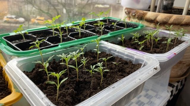 💖༺Ī𝓇Ꭵຮ𝗵𝒌ą༻💖༺Канал обо всем༺💖