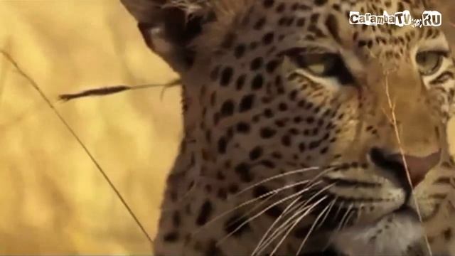 +100500 - Мороженое DJ смотреть онлайн