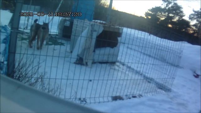 Рысь орет,зовет кошку.Время гона продолжается. смотреть онлайн