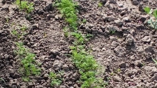 Обзор моего огорода. смотреть онлайн