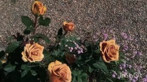 Тоффи🌹- изумительная роза🙏😃❤! Чем она хороша😍? и к