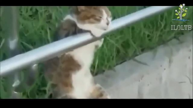 Кошки смешные Котэ приколы Кошки забавные Нарезка приколов про кошек смотреть онлайн