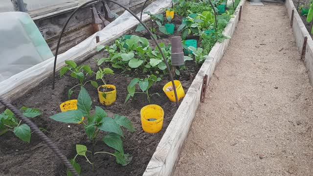 2038.  Высаживаю перцы в теплицу на ПМЖ. 10 мая 2025 г.