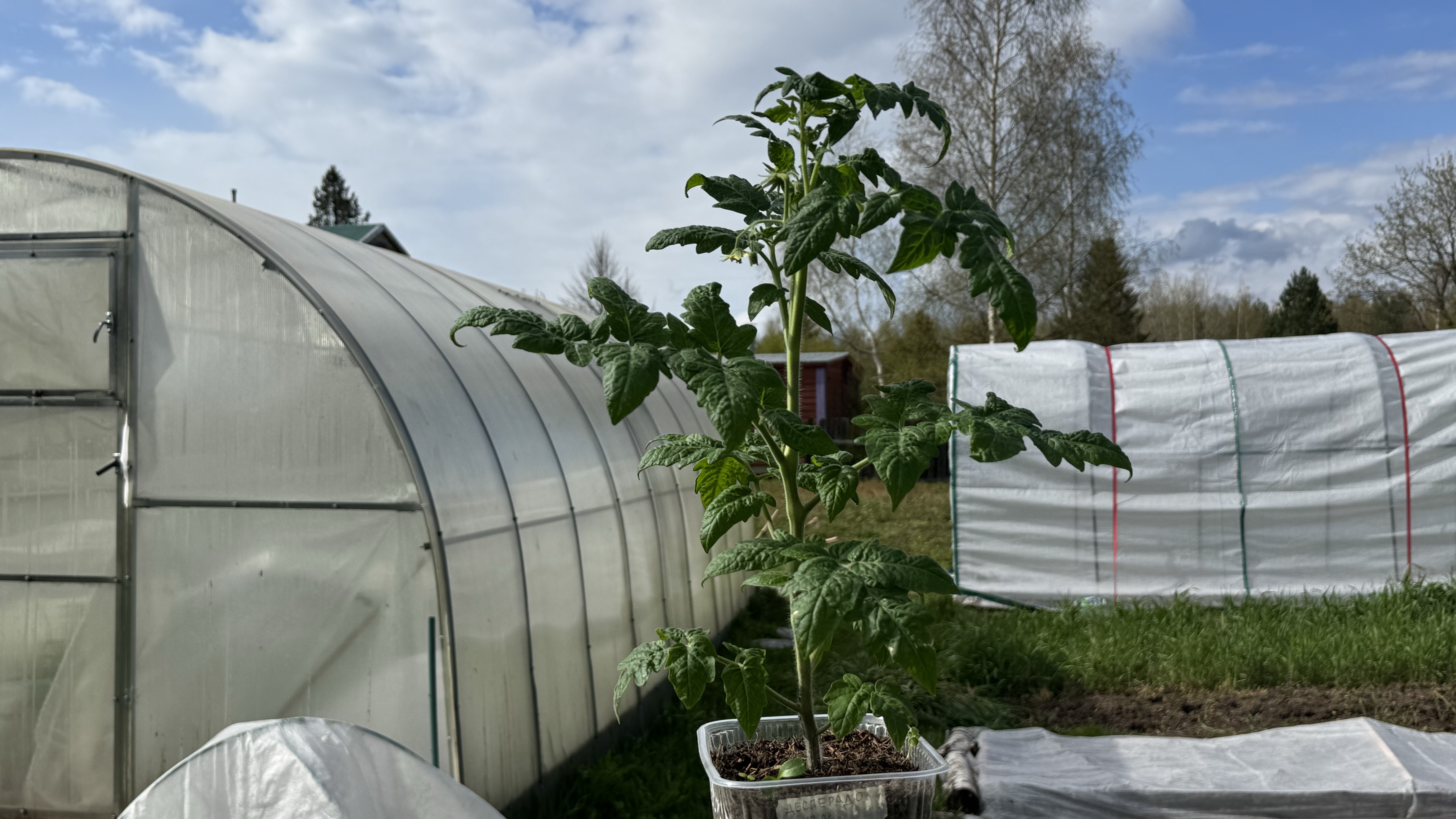 16.05.25 влог садовый: томаты-беспризорники, 6 дней от посадки смотреть онлайн