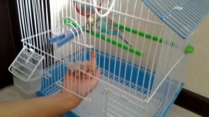 Как приручить волнистого попугая к рукам/ВОЛНИСТИК