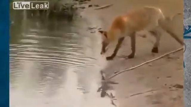 Лиса ворует рыбу Приколы на рыбалке смотреть онлайн