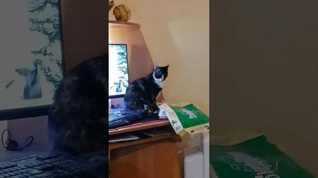 Бумага -- это мне, играть? Что вы ржёте, дураки?! смотреть онлайн
