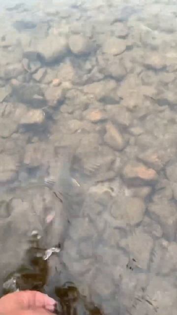 Поймал, отпусти! #fishing #рыбалка #river #река #рыба #fish #забай