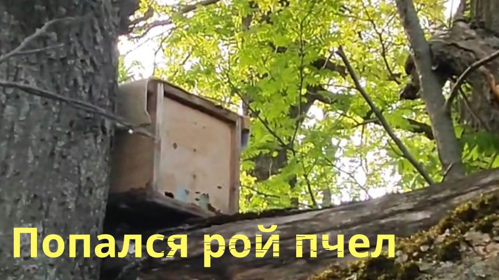 Попался первый рой пчёл, 16 Мая 2025 года. смотреть онлайн